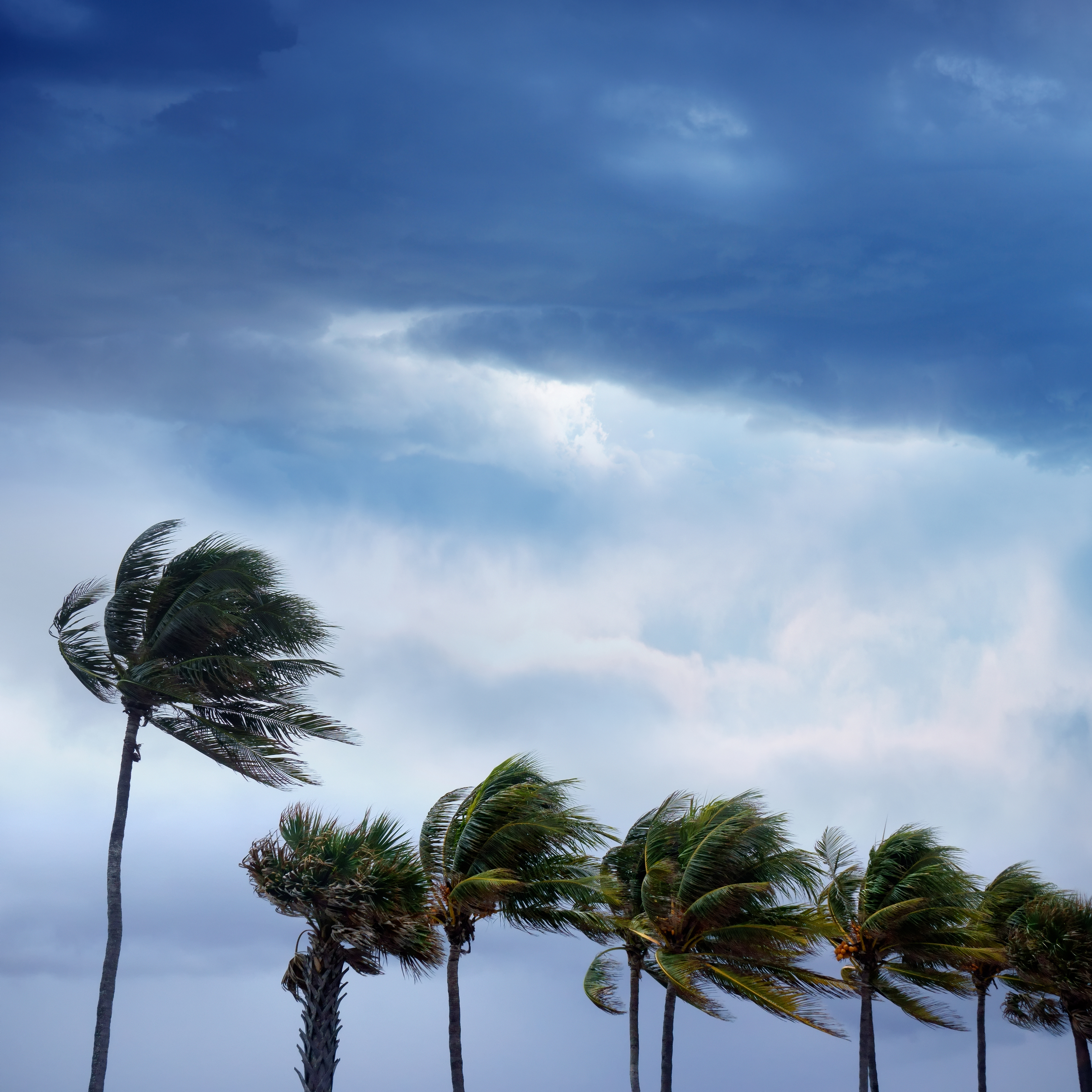 Palm trees blowing in the wind of a tropical storm or hurricane